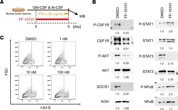 FF-10101 treatment enhances the phosphorylation of STAT1 and inhibits ST...
