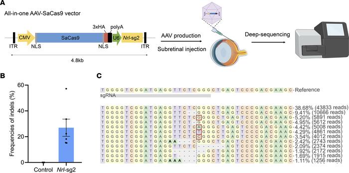 All-in-one AAV-SaCas9–mediated Nrl gene inactivation in Pde6a mice.
(A) ...