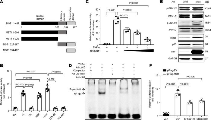 Mst1 induces NF-κB activation in ECs.
(A) Schematic representation of Ms...