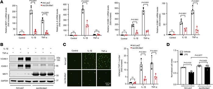 Overexpression of DN-Mst1 attenuates lung EC activation.
Lung ECs were t...