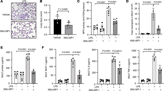 Pharmacological pretreatment to inhibit Mst1 attenuates LPS-induced ALI ...