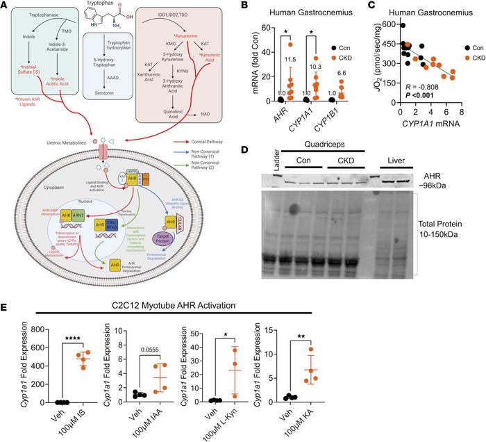 AHR activation is present in CKD skeletal muscle and associates with mit...