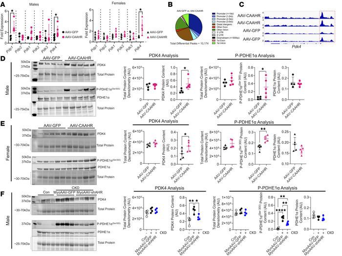 AHR activation increased PDK4 expression and PDH phosphorylation.
(A) qP...