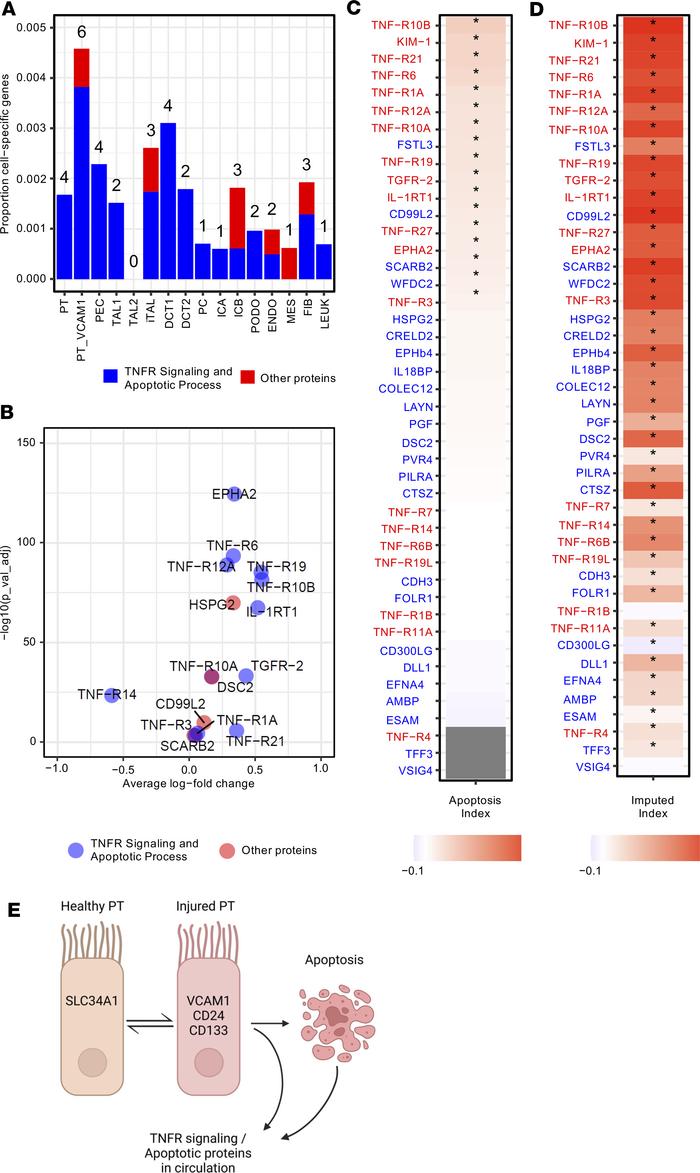 snRNA-Seq analysis and enrichment of apoptosis pathways and TNF receptor...