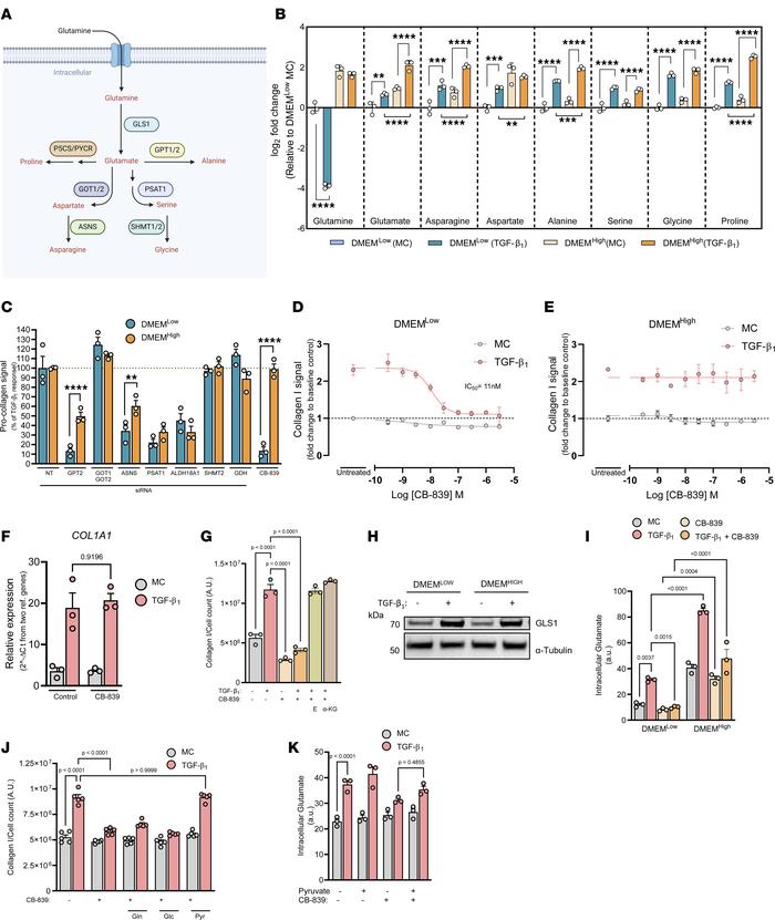 TGF-β1–modulated intracellular amino acid pools influence metabolic vuln...