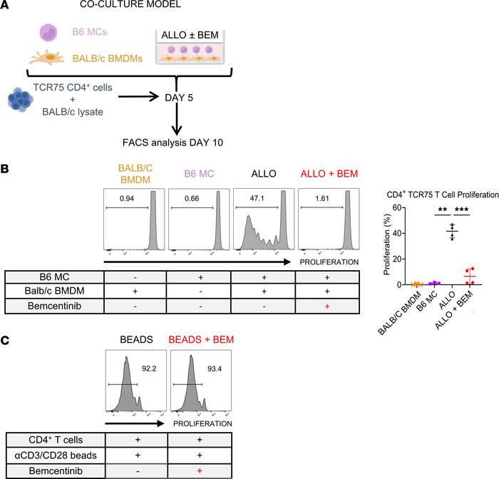 MC-differentiated iMϕs can stimulate allospecific T cell proliferation.
...