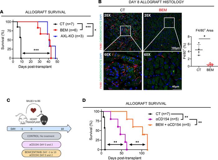 Transient AXL inhibition prolongs murine heart allograft survival.
(A) C...