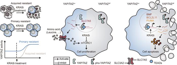 Model illustrating the roles of YAP/TAZ in developing and maintaining re...