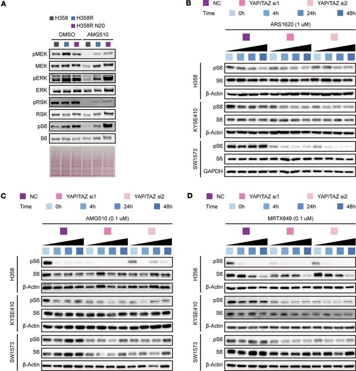 YAP/TAZ mediates the reactivation of mTOR signaling induced by KRAS G12C...