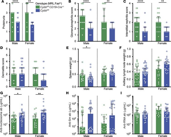 
Cybb deletion in B cells exacerbates nephritis and alters the autoantib...
