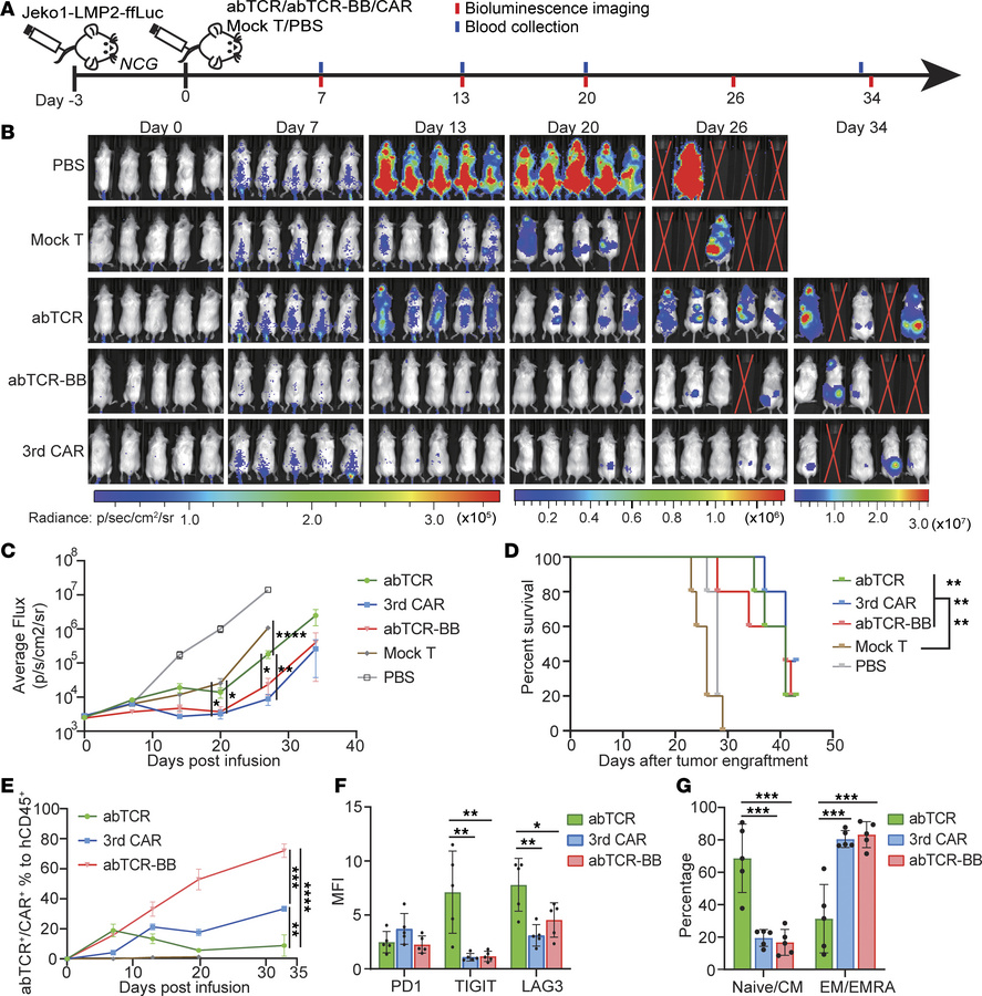 The functionality of abTCR, 3rdCAR, and Co-abTCR T cells in Jeko1-LMP2 x...