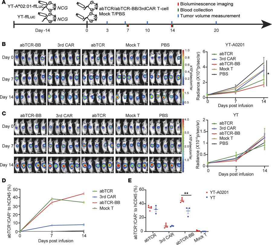 The functionality of abTCR, 3rdCAR, and abTCR-BB T cells in YT-A*02:01 x...