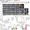 The functionality of abTCR, 3rdCAR, and Co-abTCR T cells in Jeko1-LMP2 xeno