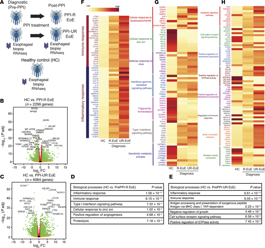 RNA-Seq analysis of PPI-R and PPI-UR patients with EoE at diagnosis.
(A)...