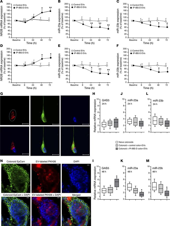 Evidence for in vitro endocytosis of colonic EVs and neuronal cells.
(A)...