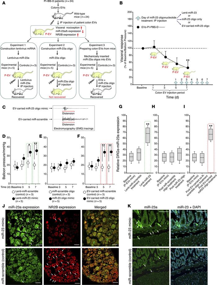 Therapeutic approach for miR-23 oligonucleotide–mediated reversal of vis...