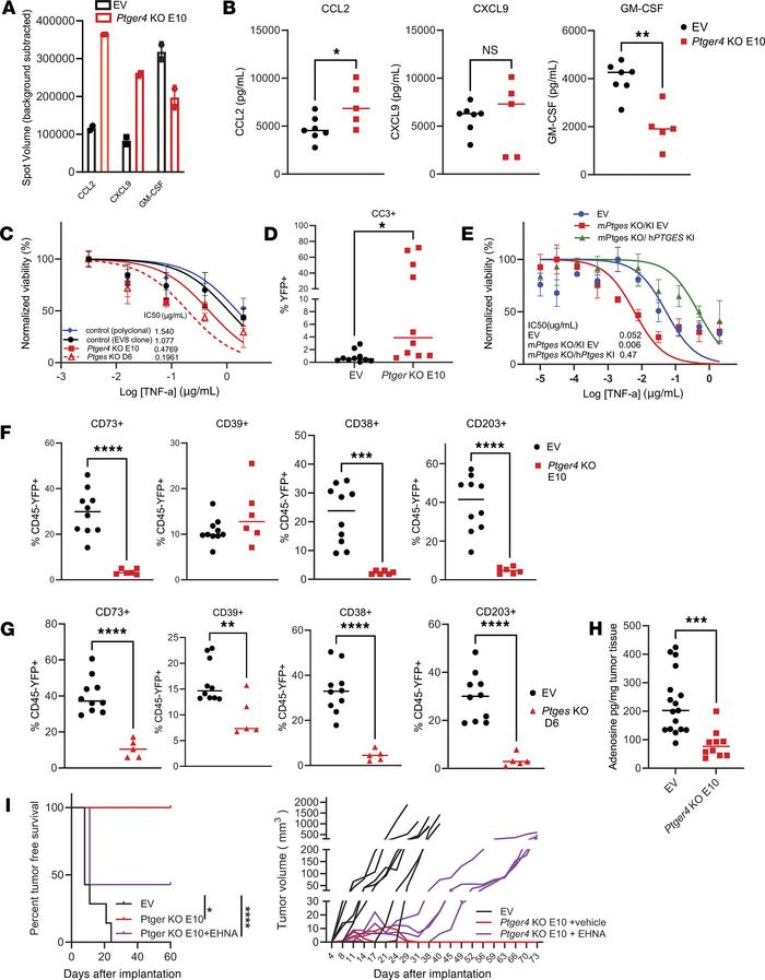 Disruption of PGE2 signaling in tumor cells changes the TME through alte...