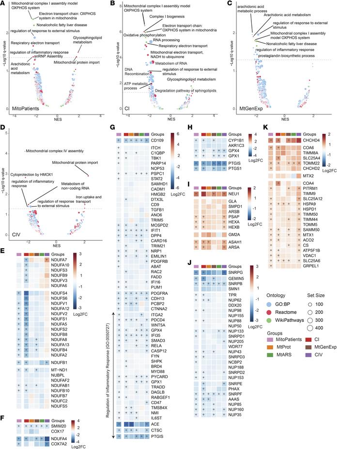 GSEA volcanos and pathway heatmaps.
GSEA reveals pathways altered in mit...