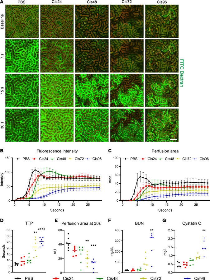 Fluorescence angiography using intravital microscopy in the cisplatin-in...
