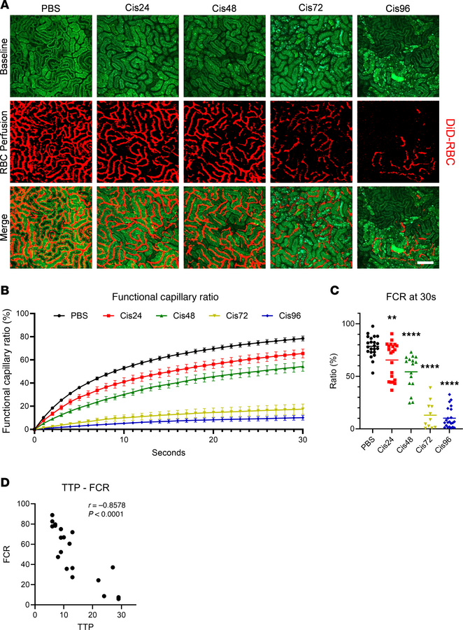 Functional capillary ratio (FCR) using cellular angiography in the cispl...