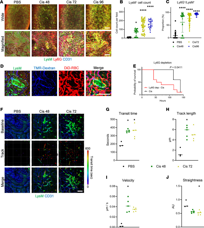 Role of neutrophils in the cisplatin-induced AKI model.
(A) Representati...