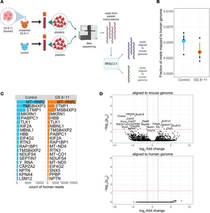 Analysis of platelets from mouse implanted with a human brain tumor.
(A)...