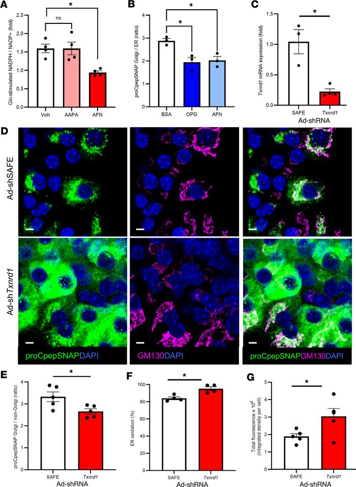 Inhibition of GSR1 or TXNRD1 impairs ER redox homeostasis and ER-Golgi t...