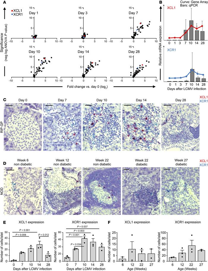 XCL1 and XCR1 are upregulated in the islets of RIP-GP mice and NOD mice....