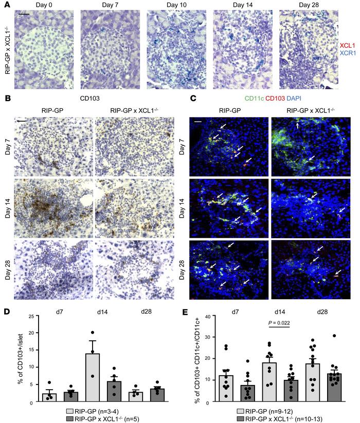 Fewer CD103+ cells are present in islets of XCL1-deficient mice.
(A) Dup...