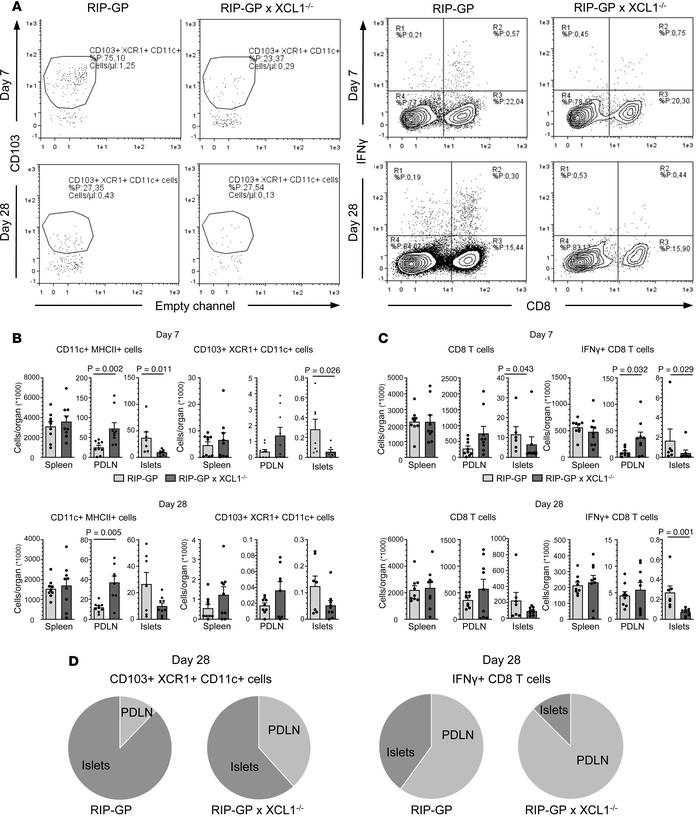 Numbers of DC and T cells are reduced in the islets but accumulate in th...