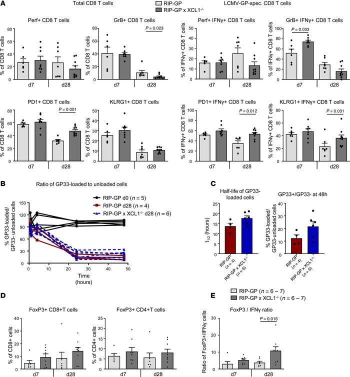 Switch to a Treg milieu in the islets of XCL1-deficient mice.
(A) Freque...