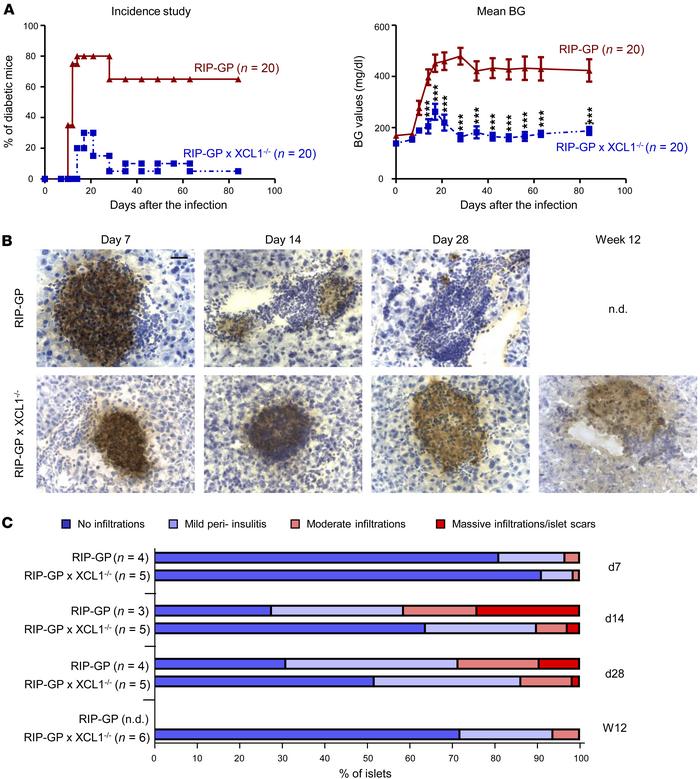 XCL1-deficient mice show less T1D incidence.
(A) T1D incidence study com...