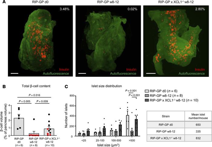 Three-dimensional analysis of total β cell content shows more functional...