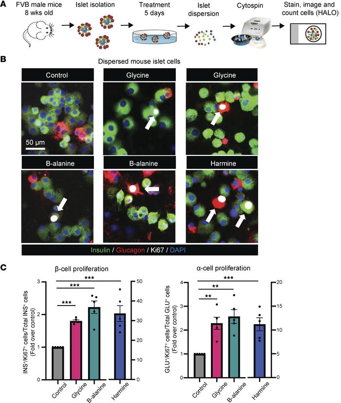 Glycine and β-alanine stimulate both β cell and α cell proliferation in ...