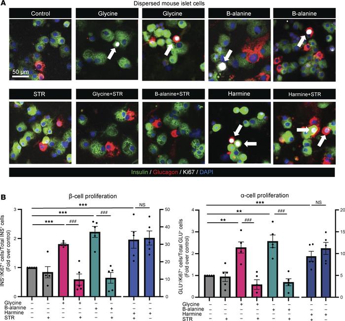 Glycine and β-alanine stimulate both β cell and α cell proliferation in ...