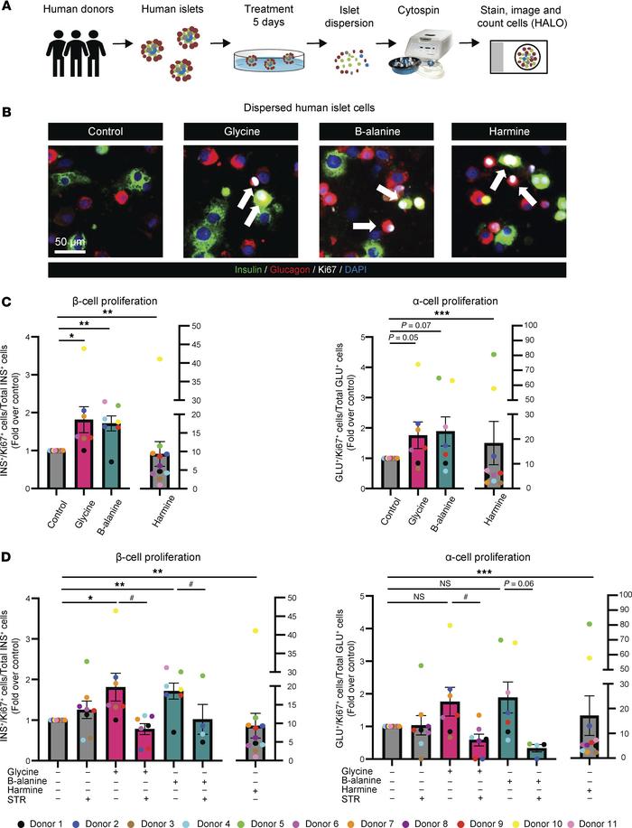 Glycine and β-alanine stimulate both β cell and α cell proliferation in ...