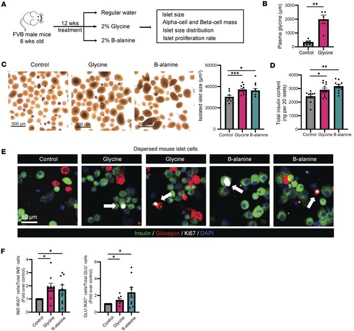 Glycine and β-alanine stimulate both β cell and α cell proliferation in ...