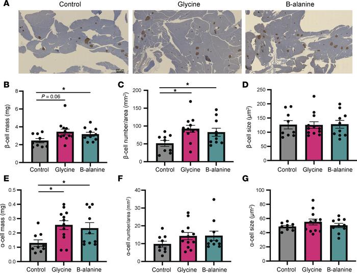 Glycine and β-alanine stimulate both β cell and α cell proliferation in ...
