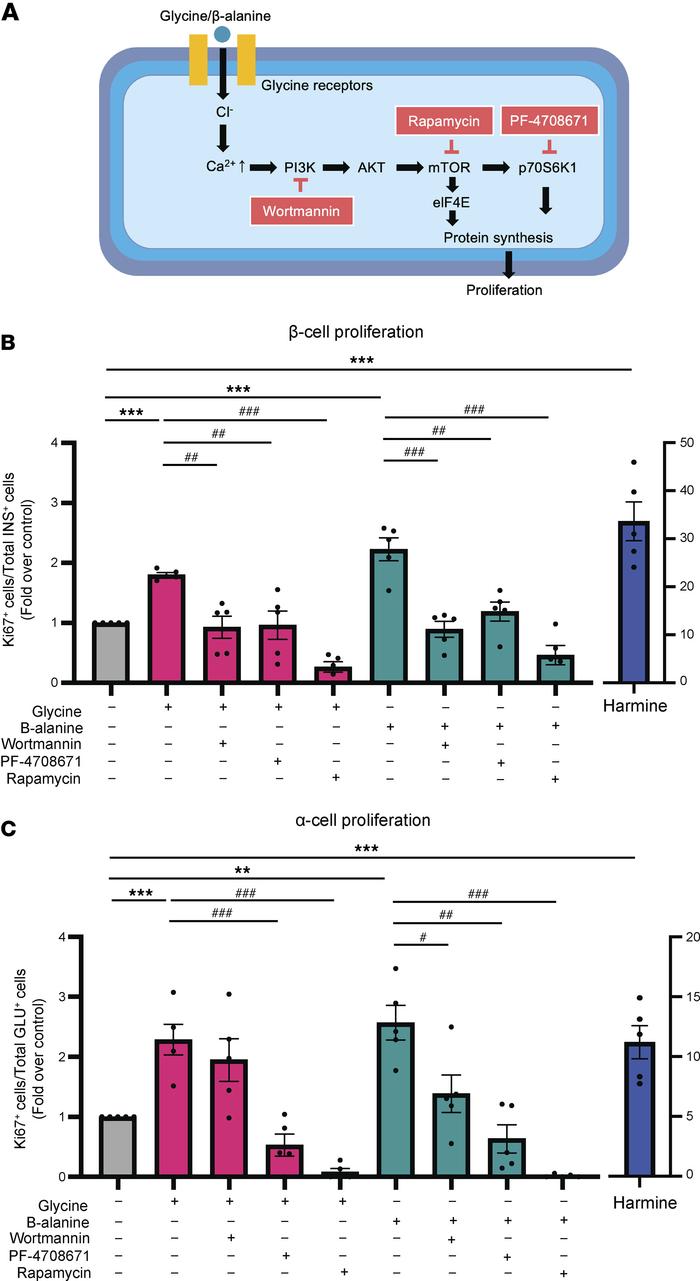 Glycine and β-alanine stimulate islet cell proliferation through PI3K/mT...