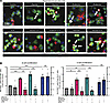 Glycine and β-alanine stimulate both β cell and α cell proliferation in mou