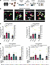 Glycine and β-alanine stimulate both β cell and α cell proliferation in hum