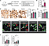 Glycine and β-alanine stimulate both β cell and α cell proliferation in mou