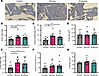Glycine and β-alanine stimulate both β cell and α cell proliferation in mou