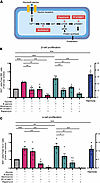 Glycine and β-alanine stimulate islet cell proliferation through PI3K/mTOR/