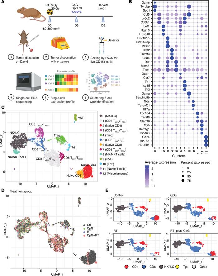 scRNA-Seq shows increased CD8 T cell infiltration into the tumor after C...