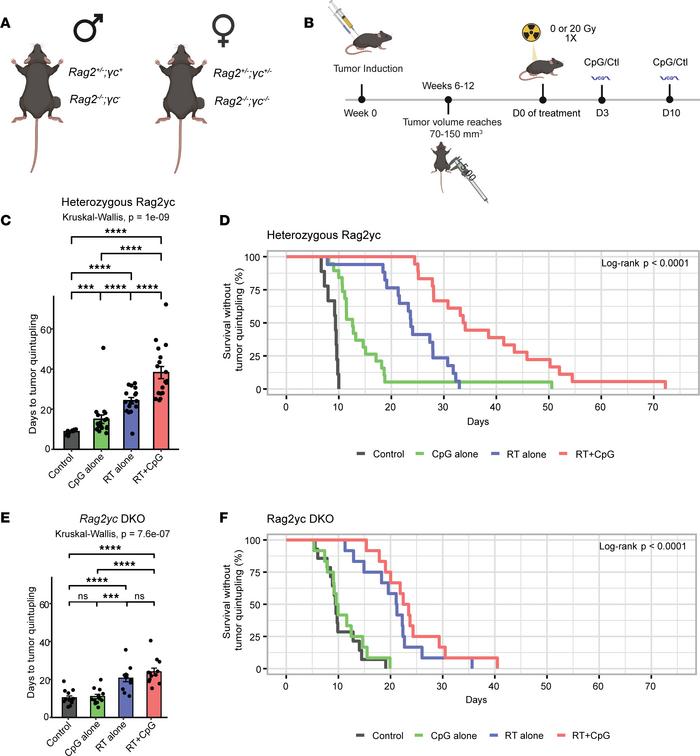 Lymphocytes mediate the antitumor effects of the combination treatment C...