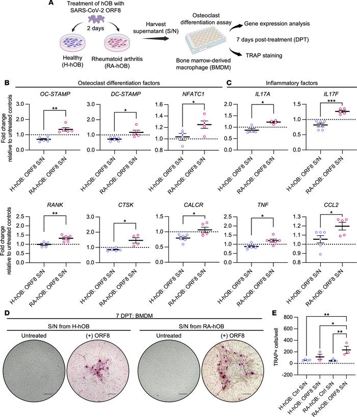 SARS-CoV-2 ORF8–treated osteoblasts drive osteoclastogenesis in BMDMs.
(...