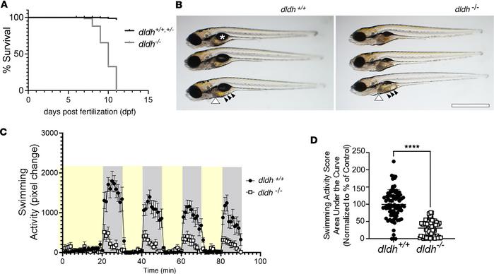 Decreased survival, abnormal gross morphology, and reduced swimming acti...