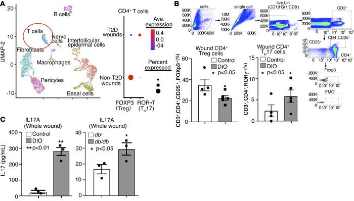 Human and murine diabetic wound CD4+ T cells display increased Th17 and ...