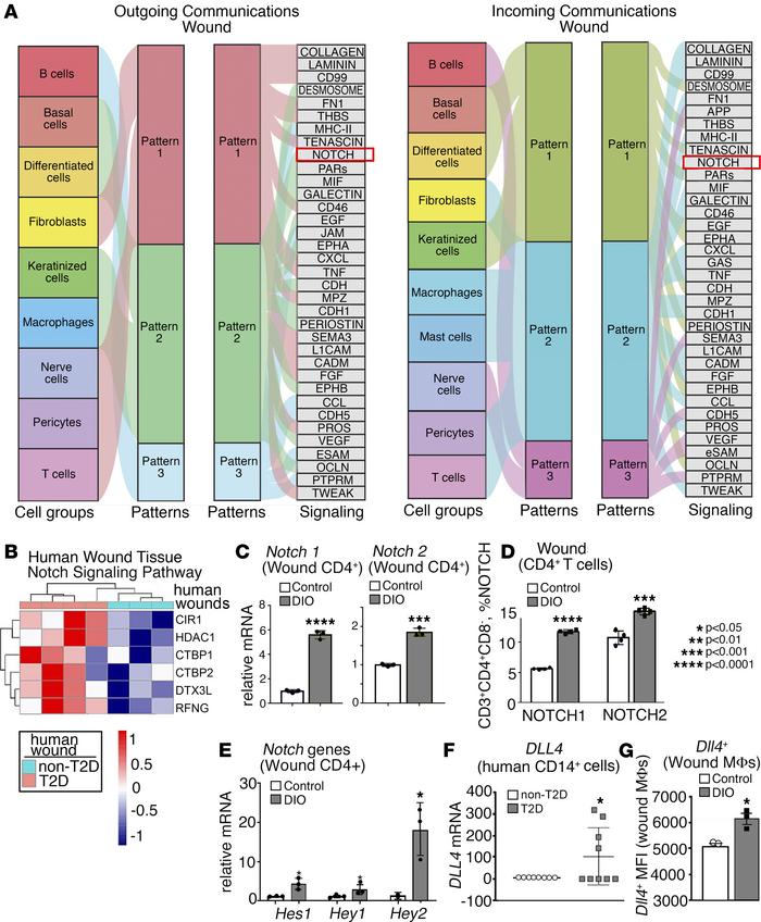 Notch signaling is increased in human and murine diabetic wound CD4+ Th ...